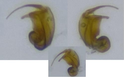 Orius sp.